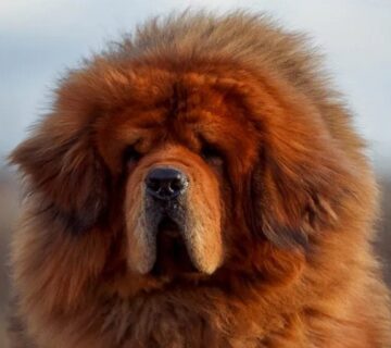سگ نژاد ماستیف تبتی