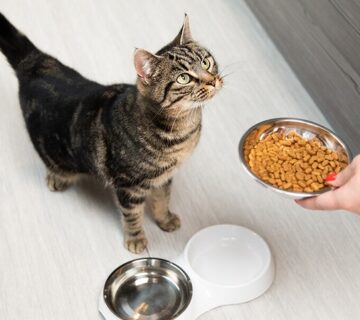 بهترین برندهای غذای خشک گربه در ایران