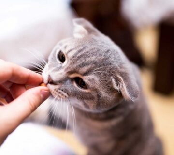 بهترین تشویقی‌های گربه در ایران