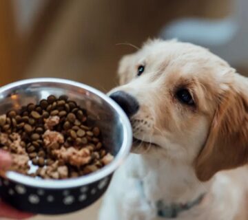 بهترین برندهای غذای خشک سگ