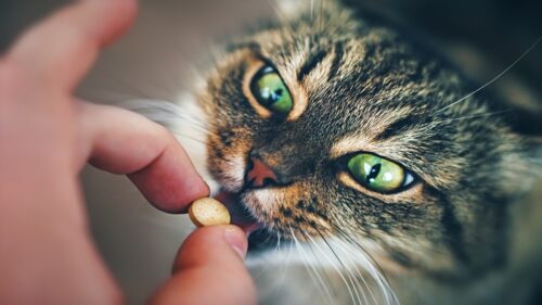 آنتی بیوتیک بعد از عقیم سازی گربه