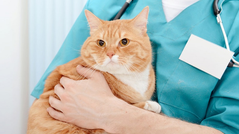 استفاده از آنتی بیوتیک بعد از عقیم کردن گربه