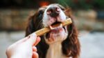 بهترین تشویقی‌های سگ