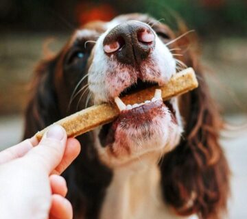 بهترین تشویقی‌های سگ