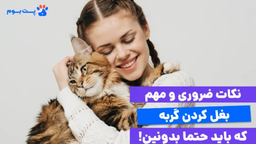 رای بغل کردن گربه عجله نکنید و صبر کنید تا خودش به سمت شما بیاید. گربه‌ها نیاز به احساس امنیت اولیه دارند.