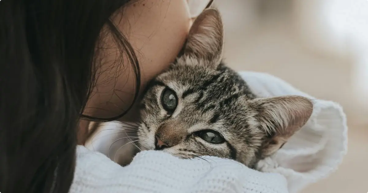 از مهمترین نکات مربوط به بغل کردن گربه ها این است که با اخلاق و رفتار او آشنا باشید.