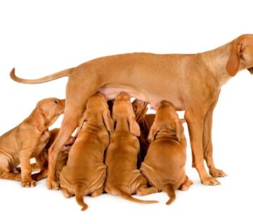 غذای سگ شیرده