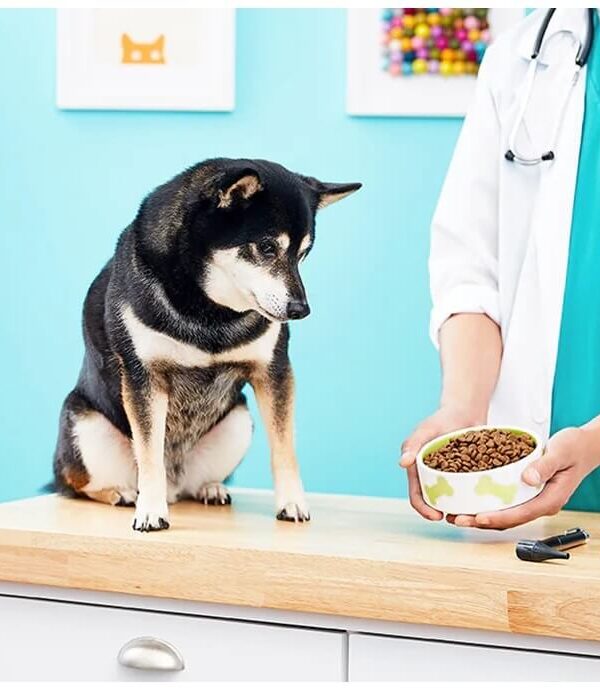 غذای سگ دیابتی