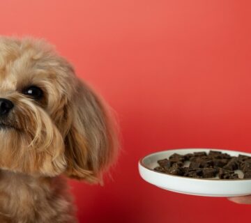 ظرف غذای سگ