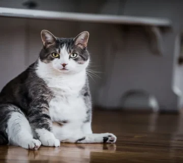 میزان غذای گربه در روز