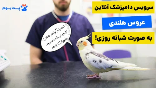 دامپزشک آنلاین عروس هلندی پت بوم