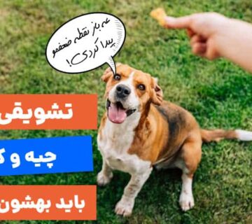 تشویقی سگ چیست و کی میتونیم بهشون بدیم؟