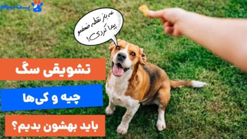 تشویقی سگ چیست و کی میتونیم بهشون بدیم؟