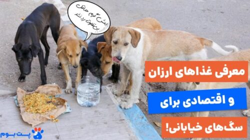 بهترین غذای سگ خیابانی