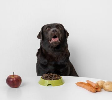 بهترین صبحانه برای سگ