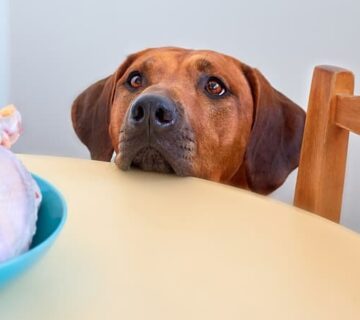 روش پخت مرغ برای سگ + نکاتی که باید بدانید