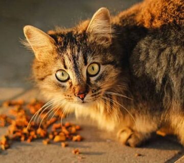غذای ارزان برای گربه های خیابانی ؛ معرفی + نکات مهم