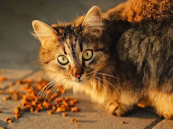 غذای ارزان برای گربه های خیابانی ؛ معرفی + نکات مهم