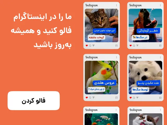 اینستاگرام پت بوم