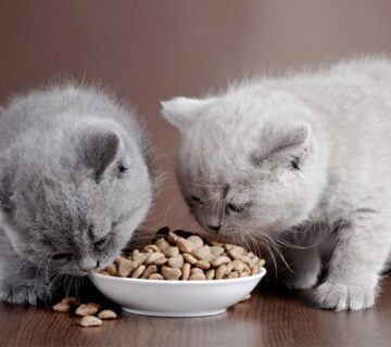 غذای بچه گربه ؛ از تولد تا قبل از بلوغ