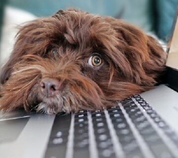 مشاوره دامپزشکی در شیراز