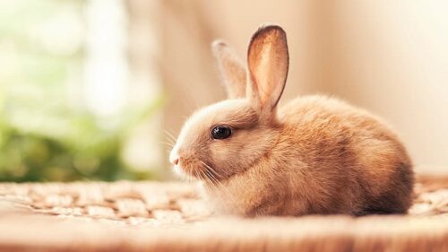 دامپزشک آنلاین خرگوش