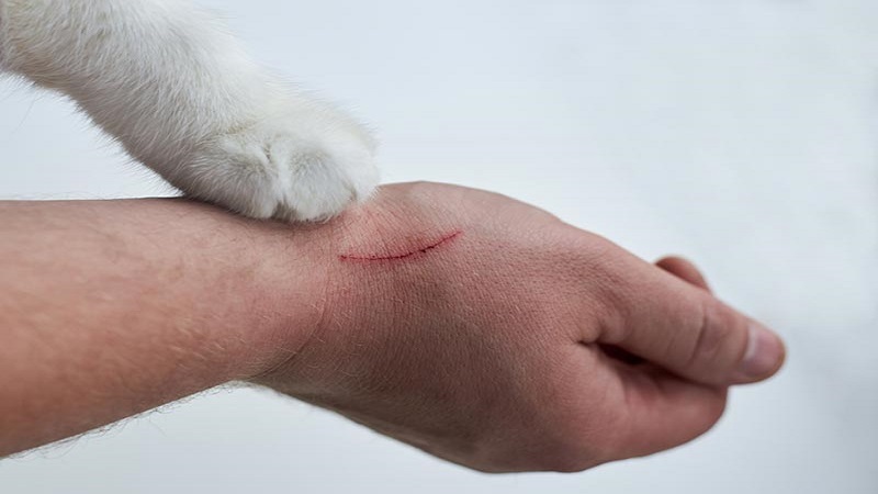 آیا چنگ زدن گربه نیاز به واکسن دارد