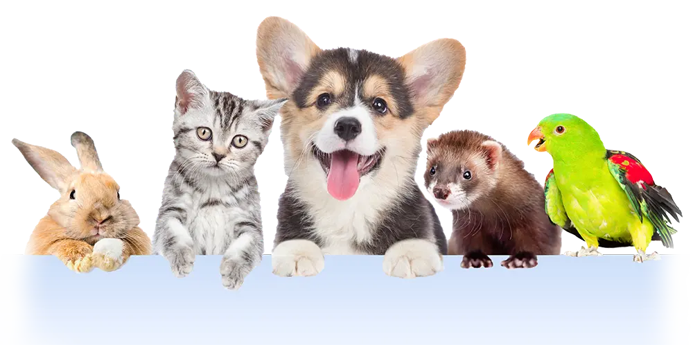 خدمات پت بوم برای انواع حیوانات خانگی مثل سگ، گربه، پرنده، جونده و آبزی