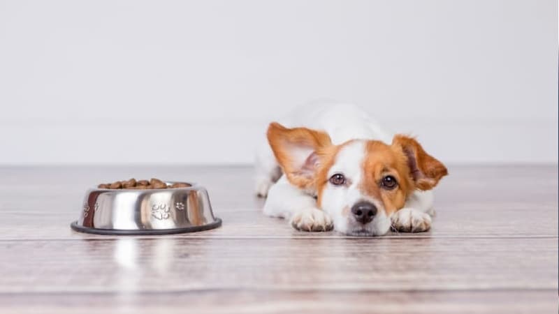 اگر سگ غذا نخورد چه کنیم؟ دلایل + راه‌حل‌ها