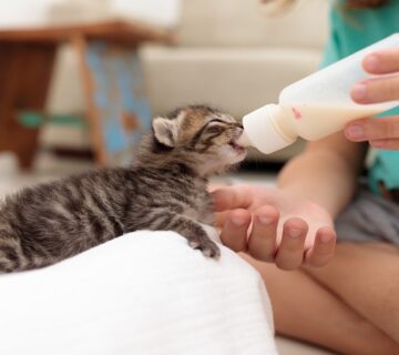 تغذیه بچه گربه یک ماهه