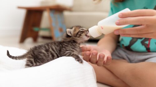 تغذیه بچه گربه یک ماهه