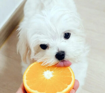 ویتامین ث برای سگ