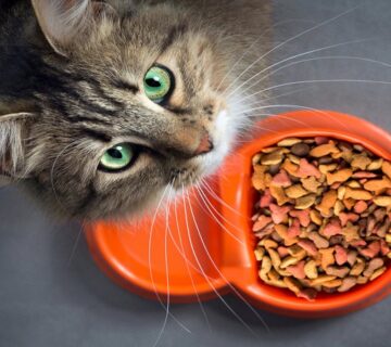 ترکیبات غذای خشک گربه