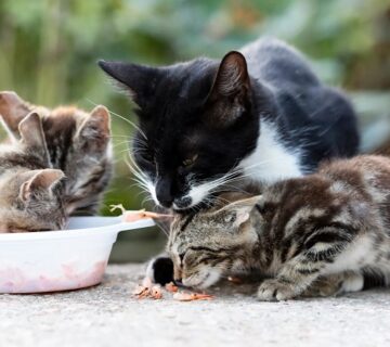 طرز تهیه برای گربه‌های خیابانی