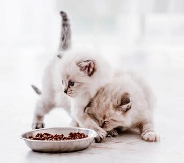 میزان غذای بچه گربه