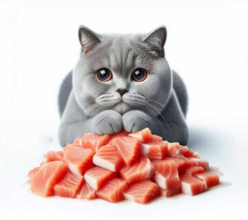 انتخاب غذای گربه بریتیش شورت هیر