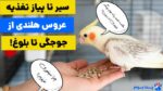 سیر تا پیاز  غذای عروس هلندی از جوجگی تا بلوغ!