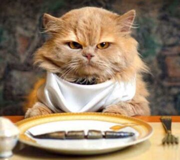 چرا گربه‌م غذا نمی‌خوره؟