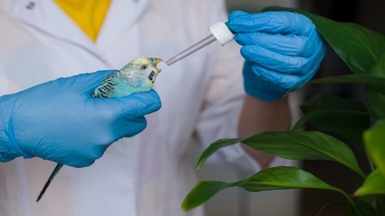 دامپزشک مرغ عشق | مشاوره تخصصی برای پرنده شما