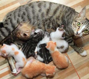 غذای خانگی برای گربه شیرده