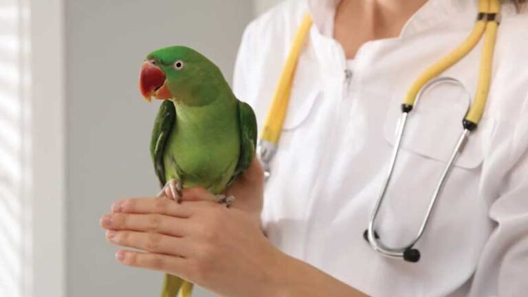 دامپزشک پرندگان آنلاین؛ شبانه‌ روزی، تلفنی و چت