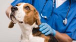دامپزشک و طب سوزنی چه کمکی به حیوانات خانگی می‌کند؟