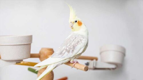 قند برای عروس هلندی ضرر دارد