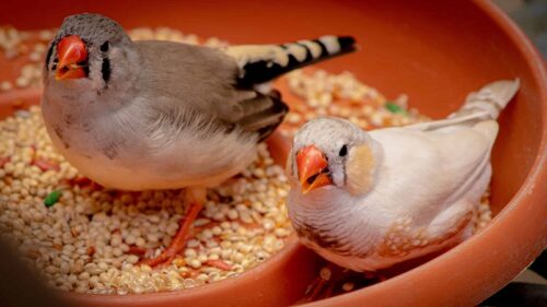 غذای فنچ برای سلامتی و شادابی