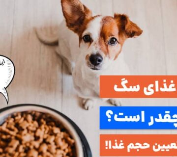 غذای سگ در روز چقدر است؟