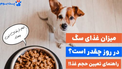 غذای سگ در روز چقدر است؟