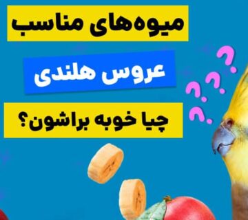 عروس هلندی چه میوه‌ای میخوره