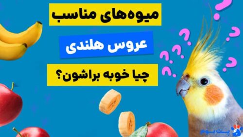 عروس هلندی چه میوه‌ای میخوره
