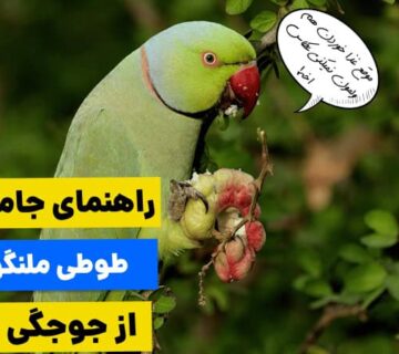 راهنمای غذای طوطی ملنگو از جوجگی تا بلوغ