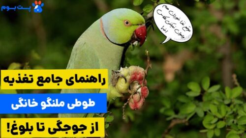 راهنمای غذای طوطی ملنگو از جوجگی تا بلوغ
